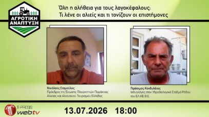 Όλη η αλήθεια για τους λαγοκέφαλους: Τι λένε οι αλιείς και τι τονίζουν οι επιστήμονες